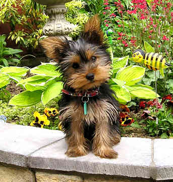 Haircuts For Yorkshire Terriers. yorkshire-terrier image on