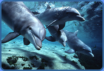 dolphins ocean