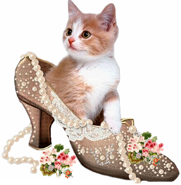 cat in shoe