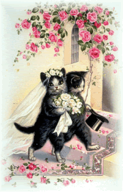 cat marriage