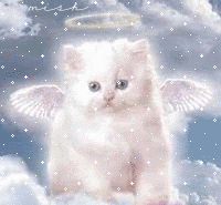 angel cat
