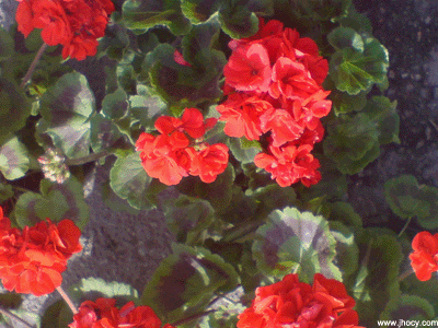 cute red flowers