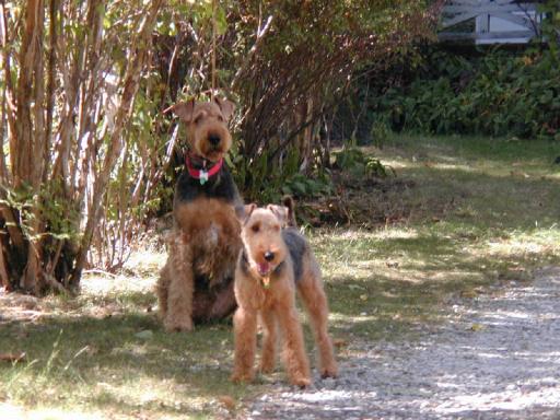 airedale6