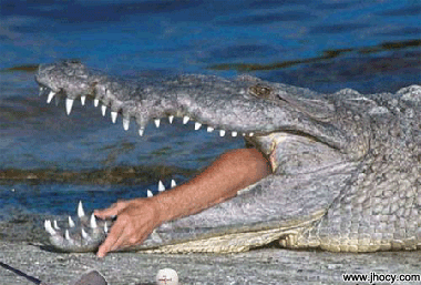 crocodile arm