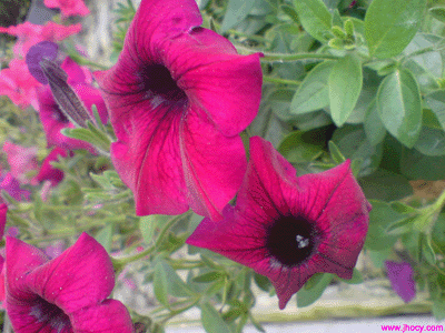 dark pink flowers