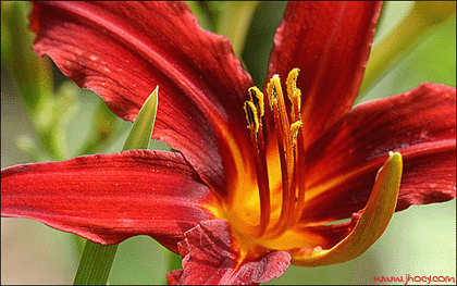 belladonna flower