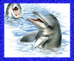 dolphins smile