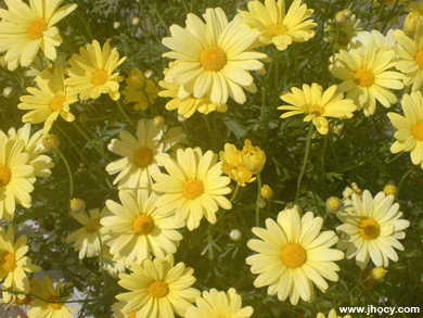 coreopsis flower pic