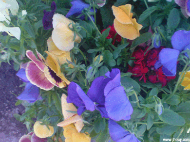 colorful flowers