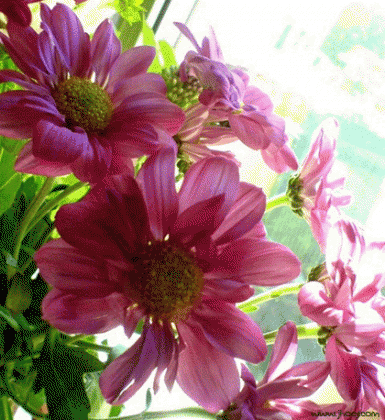 pink annual flowers